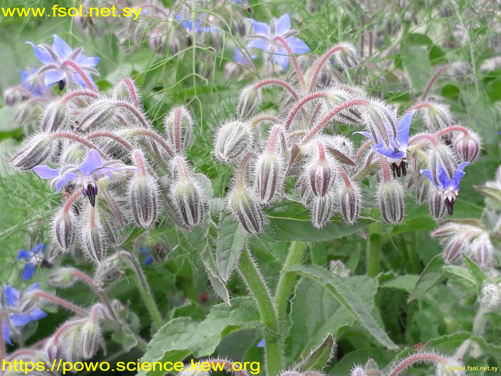 Borago officinalis L.